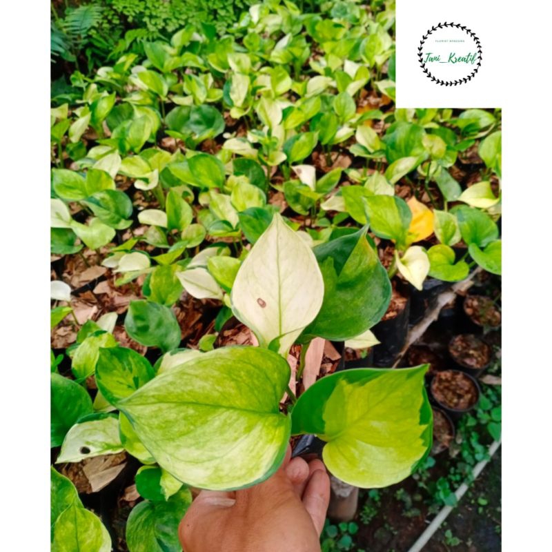 sirih gading manjula golden bibit 4-7 daun