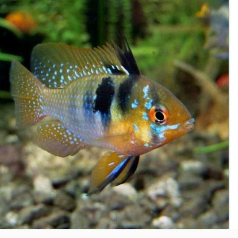 Hiasan aquarium / ramirezi german