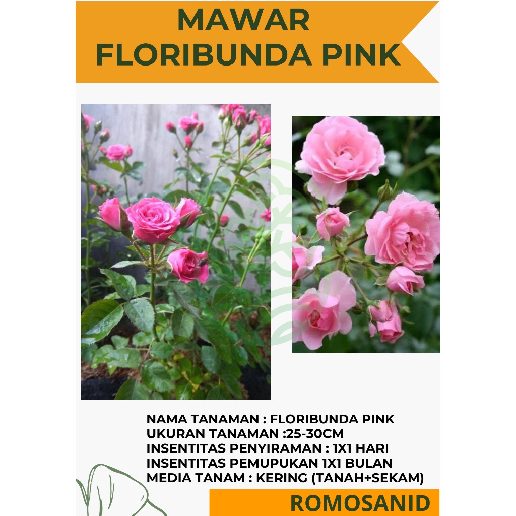 Tanaman Bunga Mawar Floribunda Pink Berbunga - ROMOSAN.ID