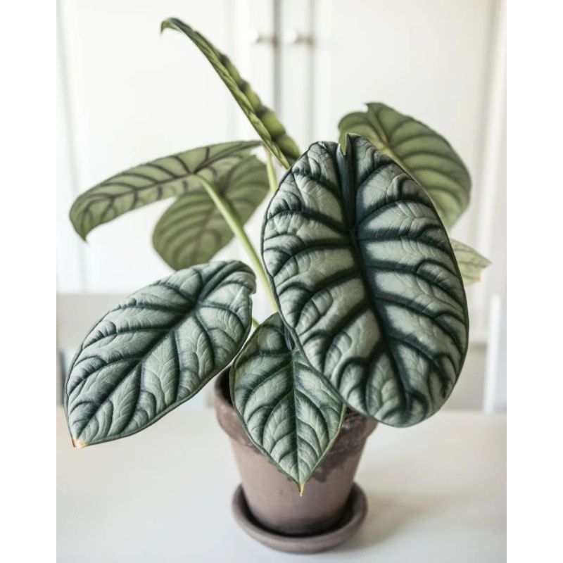 Alocasia Dragon Silver / keladi dragon Scale silver