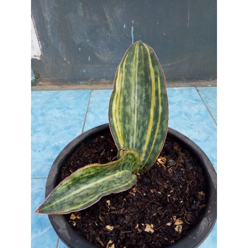 sensivera macrofilia..varigata jreng.