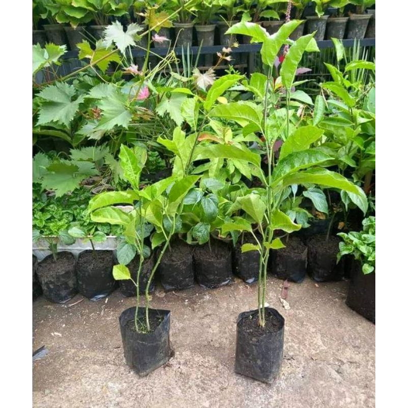 Bibit Buah Markisa Madu Orange / Markisa Kuning