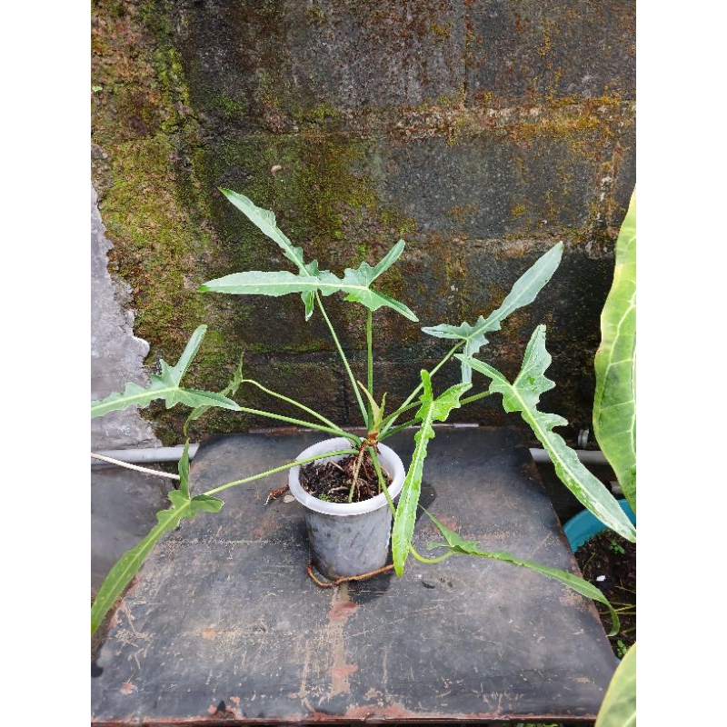 Philodendron Lime Fiddle Narrow