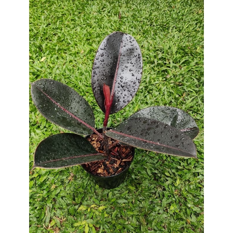 Ficus Elastica Burgundy M