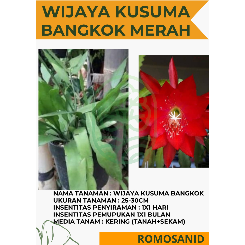 wijaya kusuma merah ackermannii Epiphyllum (bangkok) pohon hidup - ROMOSAN.ID