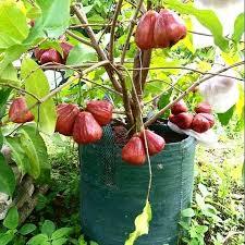 Jambu Air Citra | BIBIT CANGKOK| Cepat Berbuah | Berbuah Di Dalam Pot