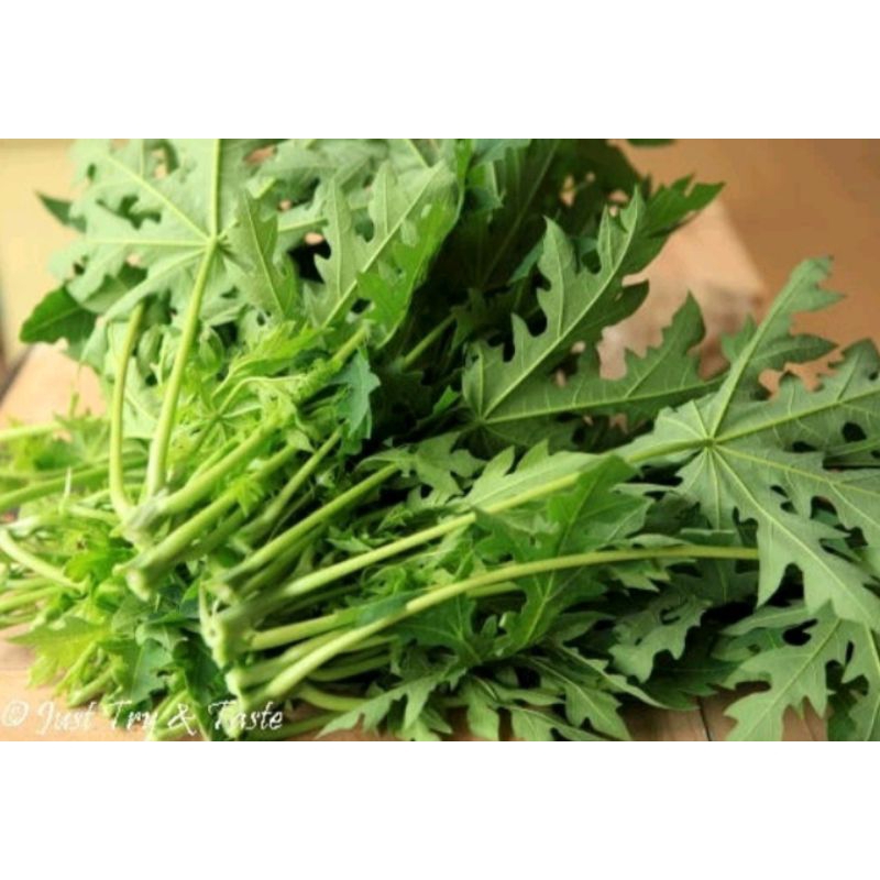

Daun Pucuk Pepaya Muda Segar 1 Kg