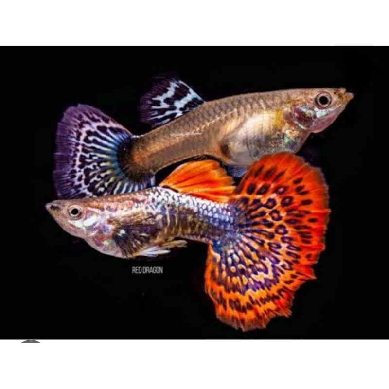 Ikan Hias Guppy Cobra/Mozaik Pasangan Jantan Dan Betina Aquascape/Aquarium