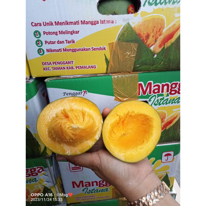

Mangga Alpukat 1 kg Mangga Alpukat Kemasan Dus Mangga Alpukat Kiloan