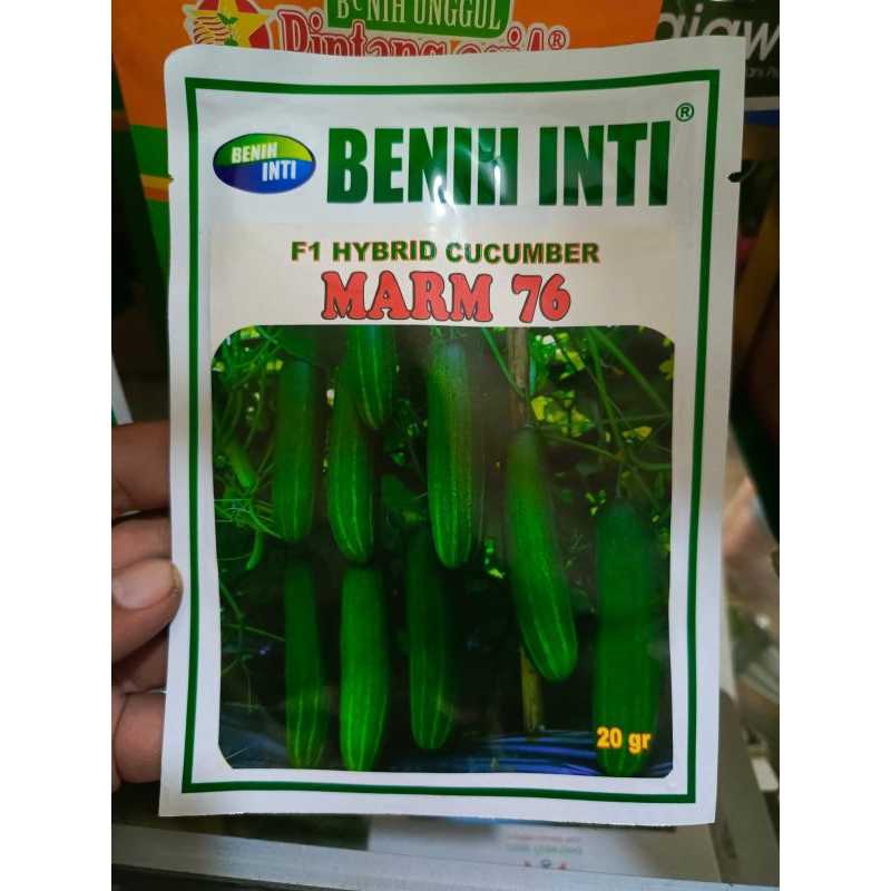 Benih Unggul Mentimun MARM 76 dari Benih Inti