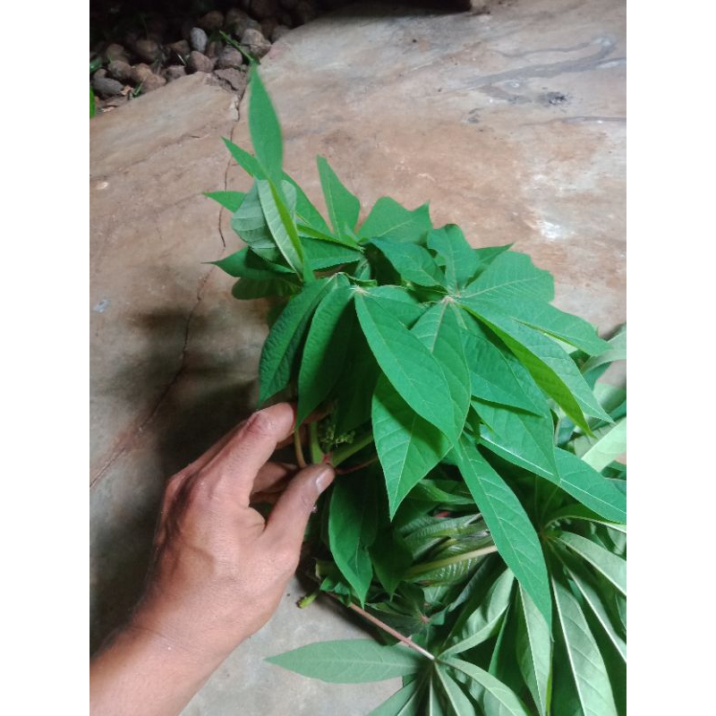 

daun singkong muda/1kg
