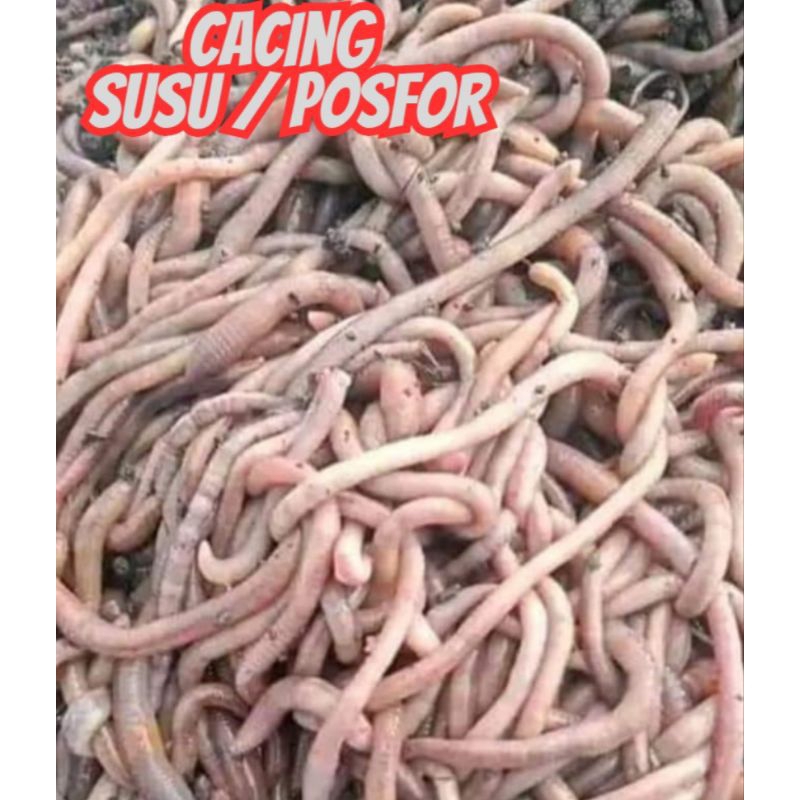 CACING SUSU/FOSFOR 1Kg