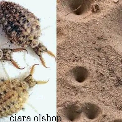 

Undur Undur Kondisi Hidup isi 50 ekor herbal alami