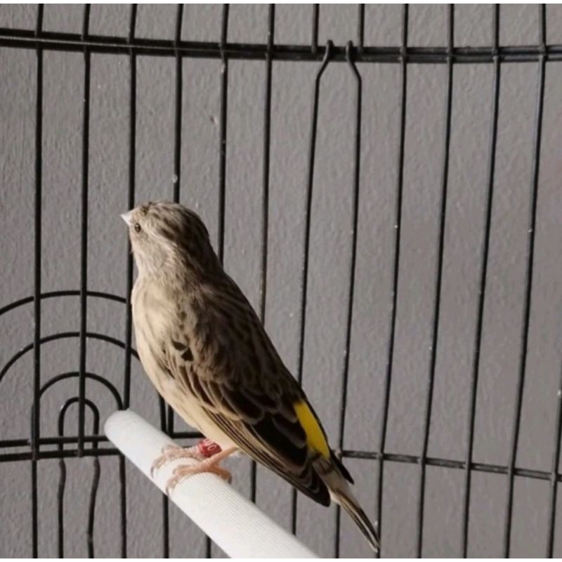 Burung blackthroat betina Dewasa