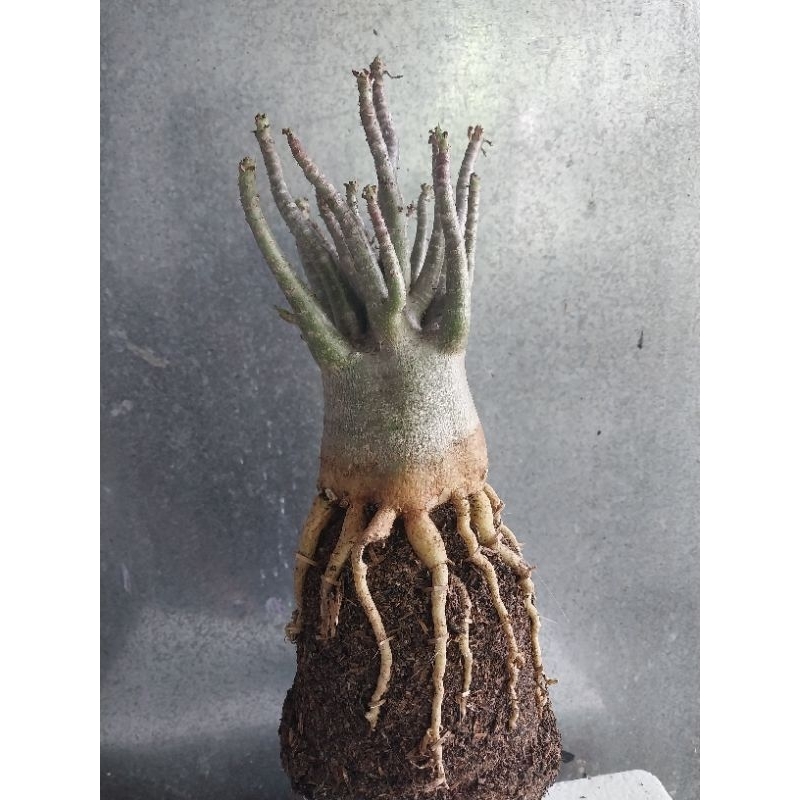 Adenium Arabicum Hibrid Prokar Godji x Black Muang Kong 4