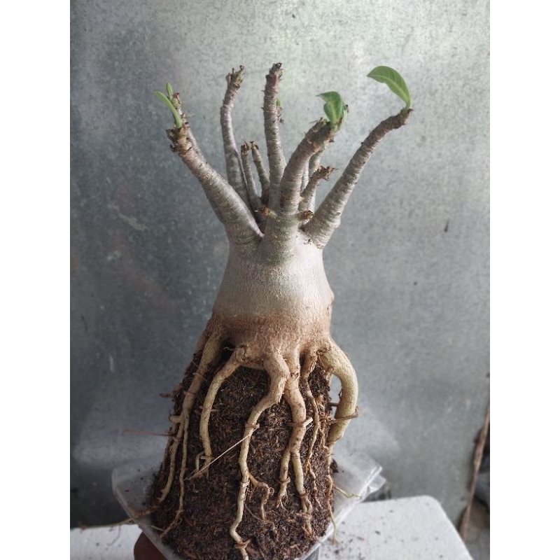 Adenium Arabicum Hibrid Godji x Black Muang Kong 3