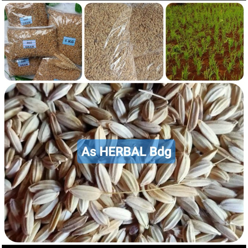 Benih padi gogo huma darat gogo unggul 250 gram-az