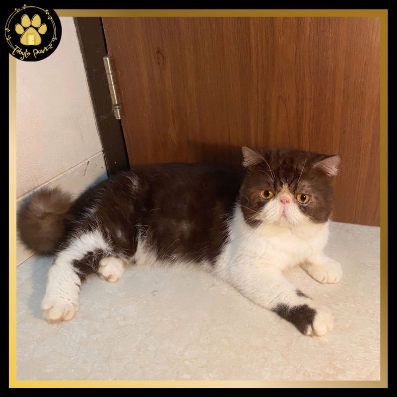 Exotic Shorthair / Peaknose (PAPA ZUKO)