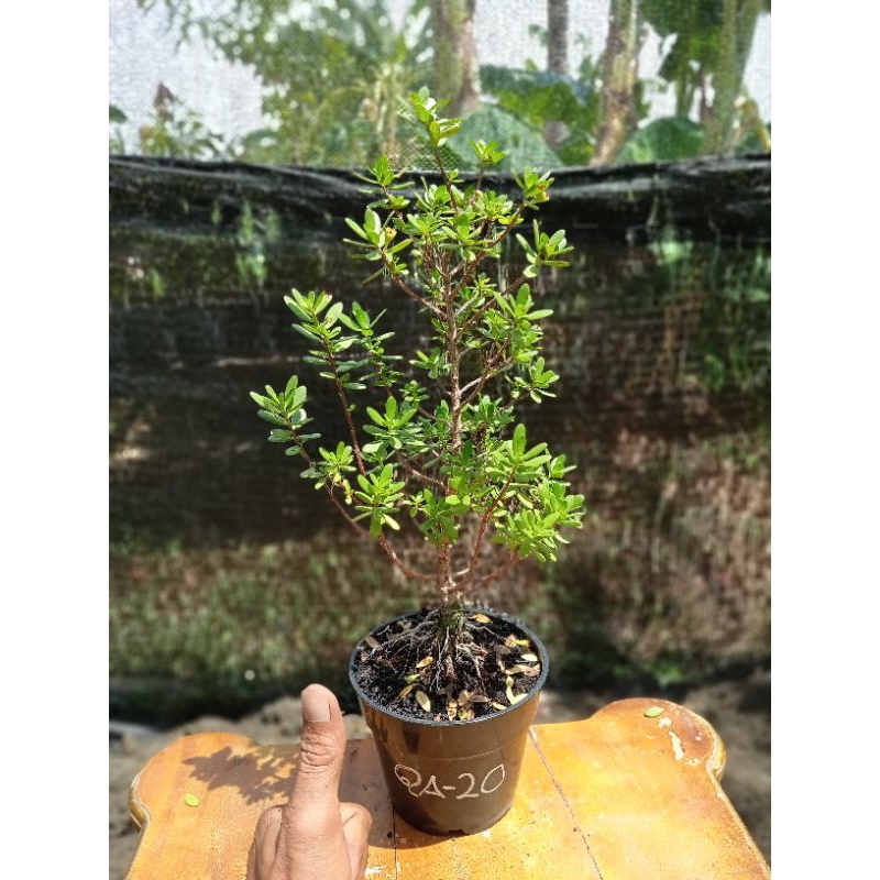 QA-20, SANTIGI KARANG MAWAR, SEMAI BIJI