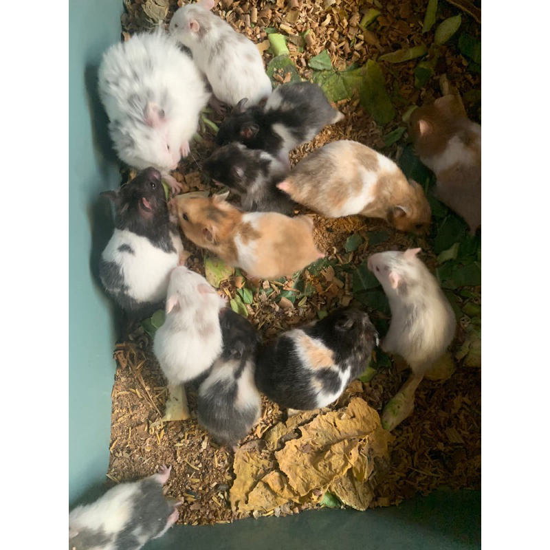 KOTAK HAMSTER JENIS SYRIAN FUJIYAMA DAN TRICO