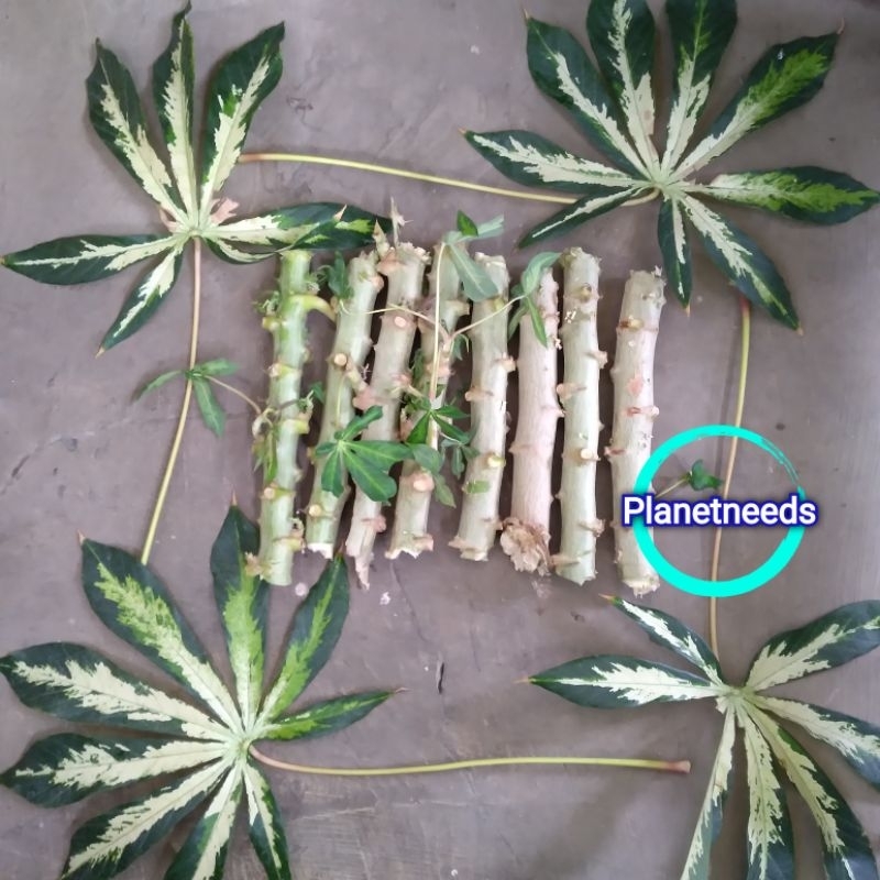 Obral Stek Batang Singkong Variegata Promo Bibit Stek Ketela Pohon Varigata Stek Singkong Hias Murah