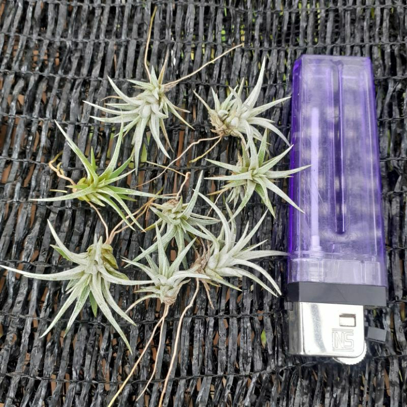 tillandsia utriculata anak