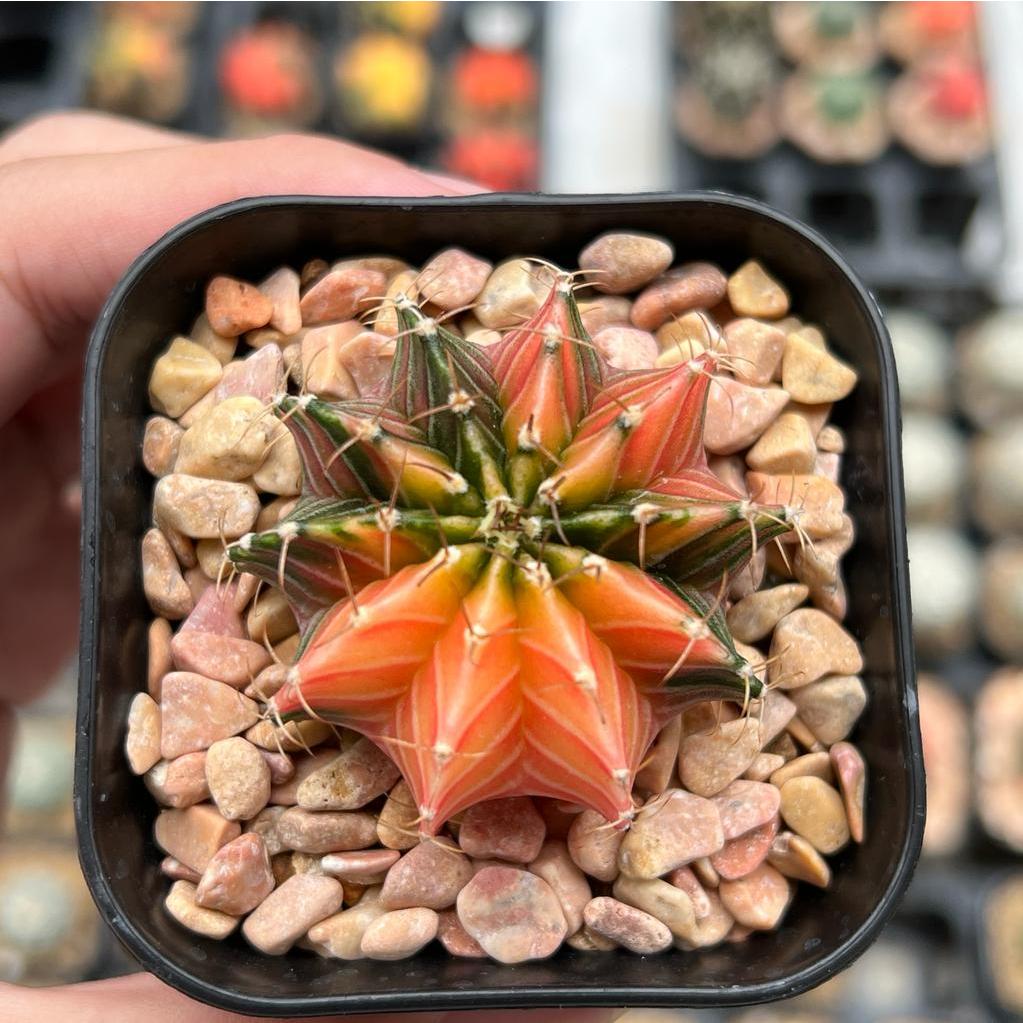 Kaktus Gymnocalycium LB Hybrid Varigata Seedling #7