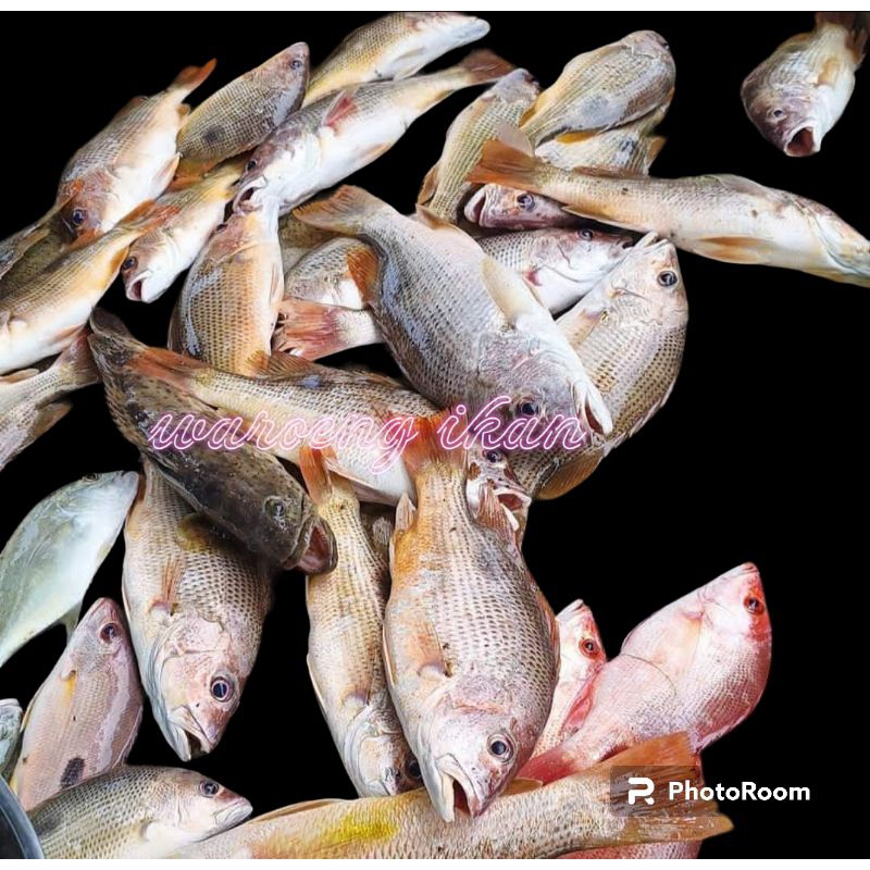 

Ikan kakap jenaha segar harian 1kg