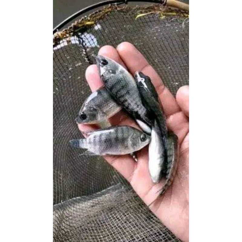 Bibit Ikan Nila | Benih Ikan Nila | Nila Nirwana Ukuran 1 Jari | Paket Isi 100-130 ekor