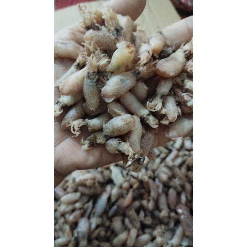 

Baby cumi premium size 1-2cm/1000gr