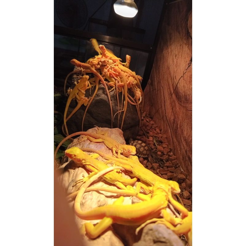 miniatur baby iguana albino