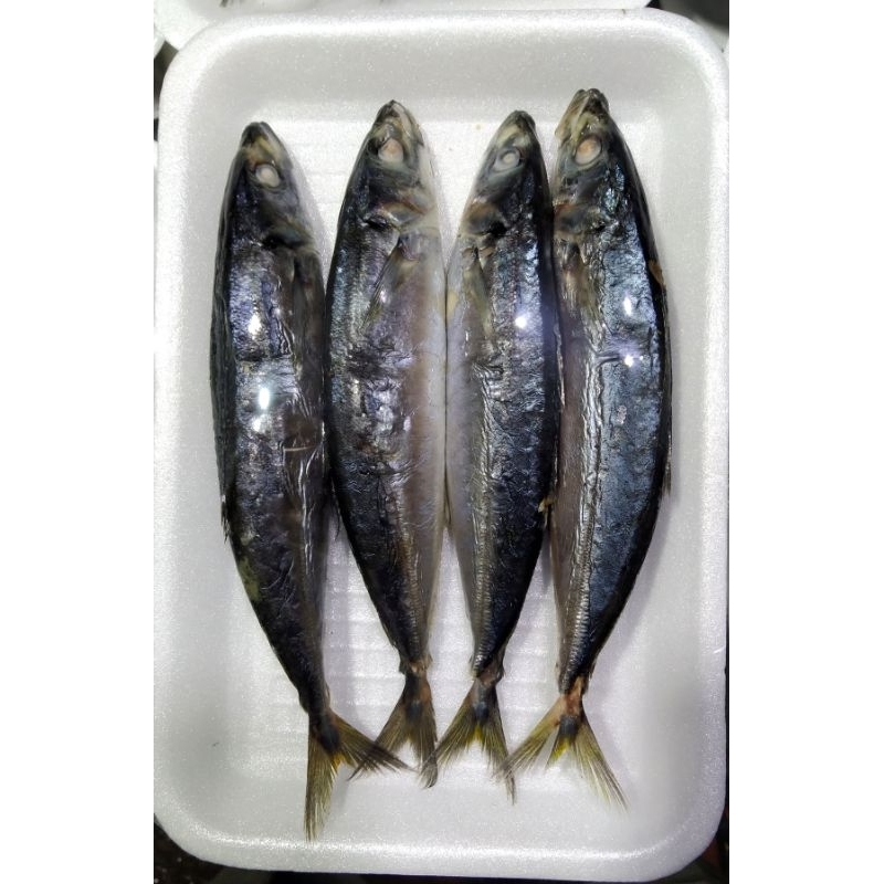 

ikan cue layang
