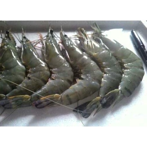 

CBNG5348 MEGA SALE Udang segar ±250gram