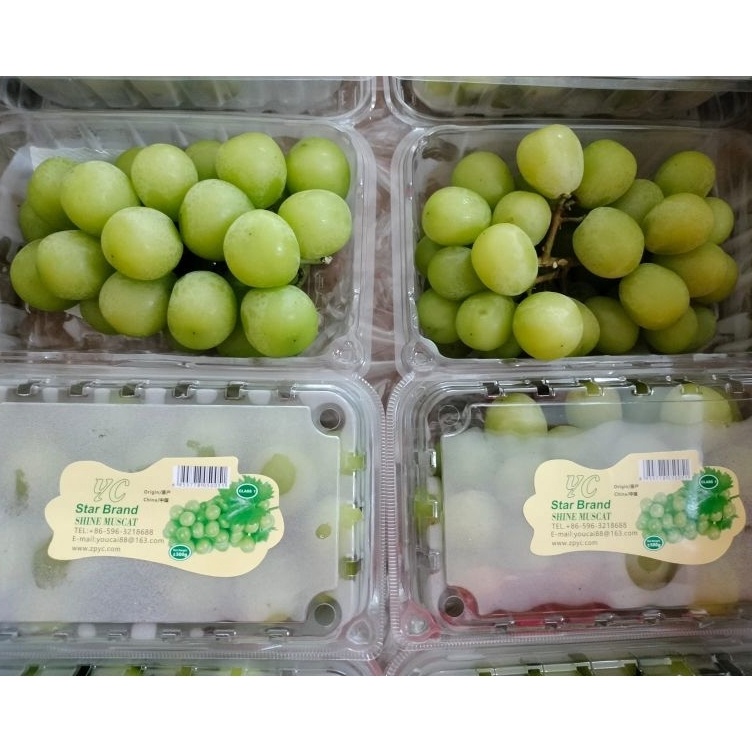 

LFNK5071 TERMURAH ANGGUR SHINE MUSCAT PACK 500GR