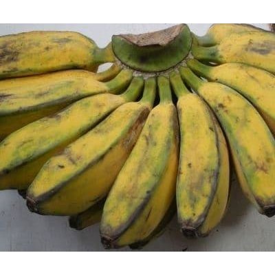 

Buah pisang kepok kuning 1 sisir fruits carnival