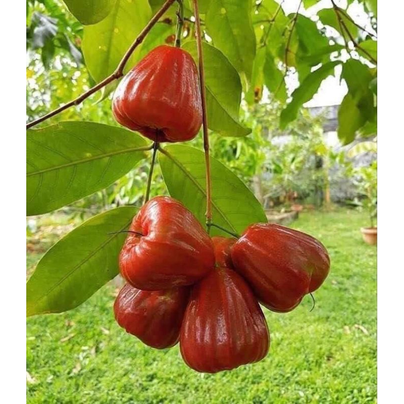 

jambu air king rose