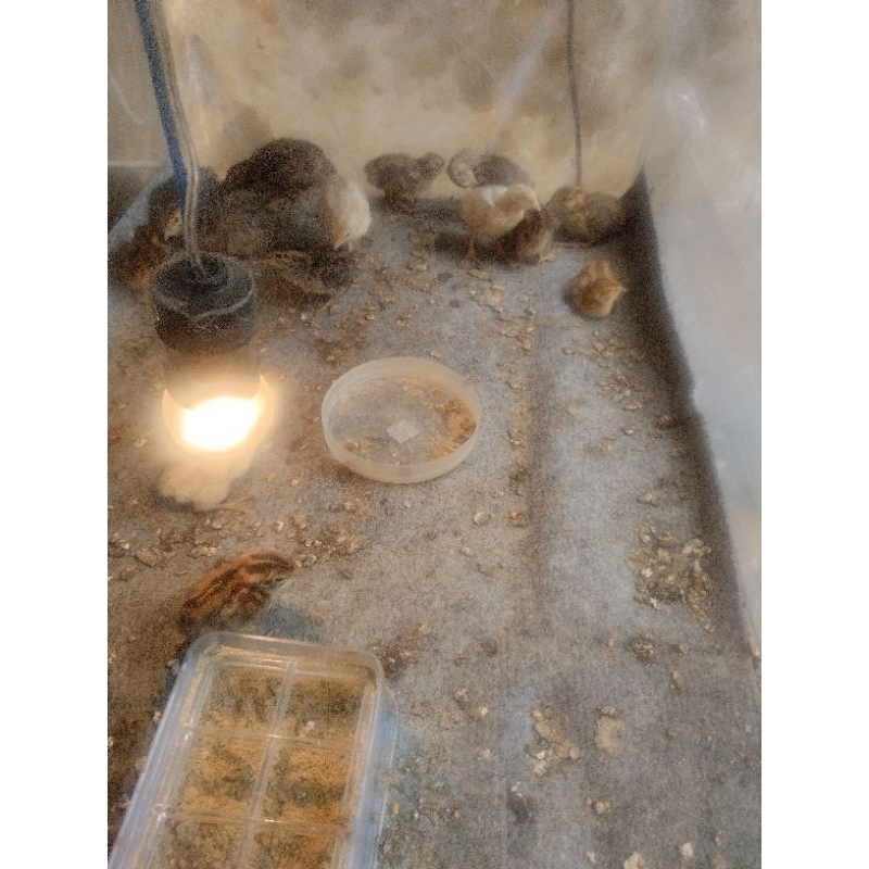 Burung Puyuh Petelur betina dewasa