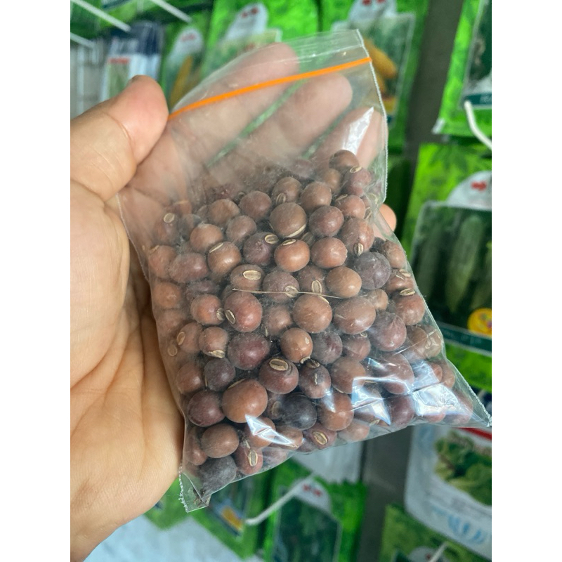 benih kecipir panjang 100 gram