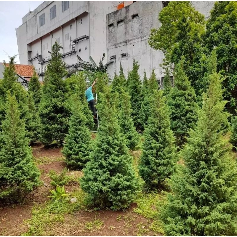 POHON NATAL HIDUP TINGGI 1-3 METER TANAMAN NATAL POHON NATAL PLUS TANAM CEMARA natal