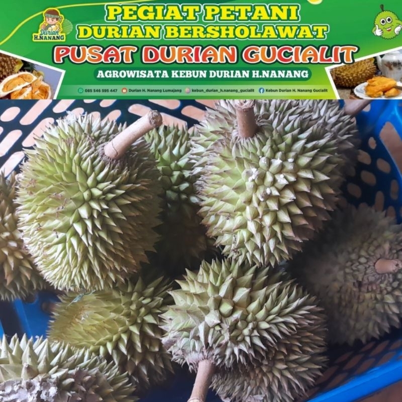 

Durian Paket 200 ribu Dapat 5 durian