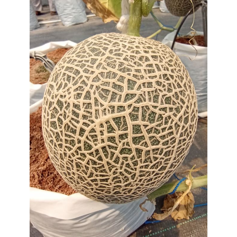 

Melon Lengkawi Premium