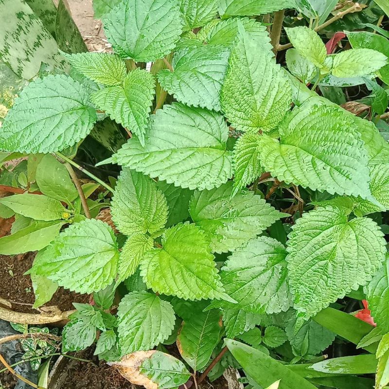 TERMURAH BIBIT JALATANG PULUS AYAM OBAT darah tinggi