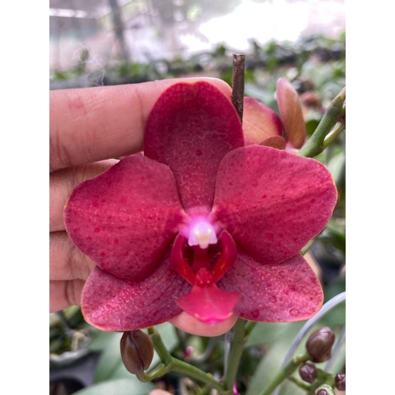 Anggrek Bulan spike knop Premium fresh/angbul murah/anggrek bulan premium/