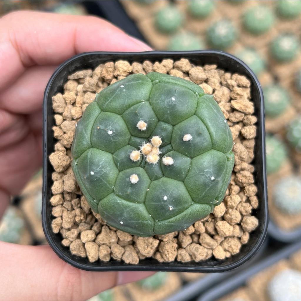 Kaktus Astrophytum Kikko Turtle | Astro Kikko #1