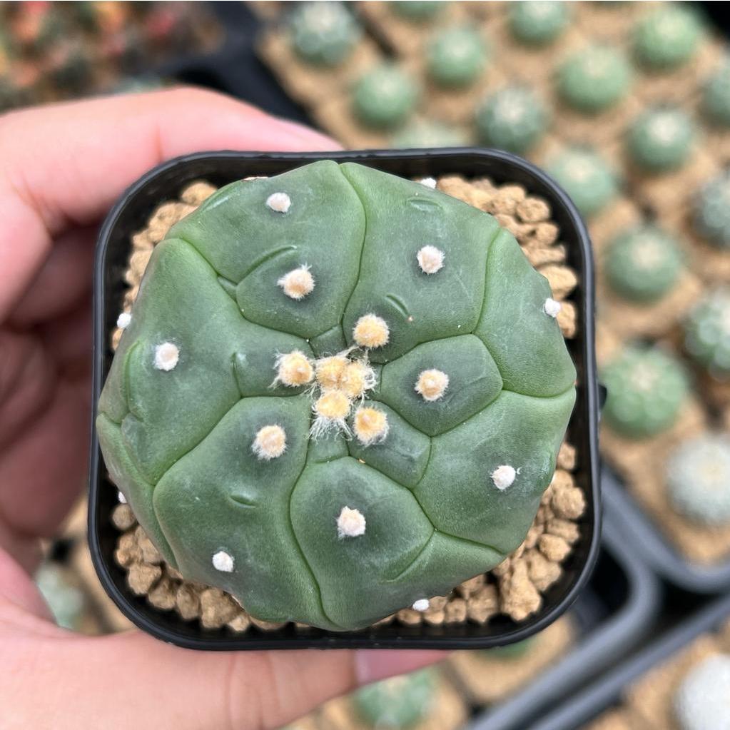 Kaktus Astrophytum Kikko Turtle | Astro Kikko #2