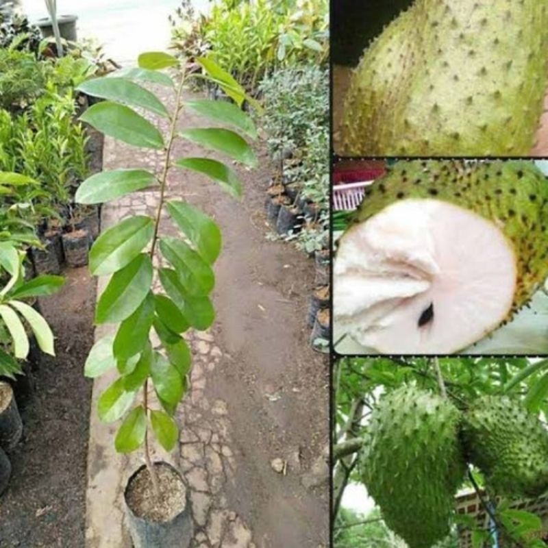 Bibit pohon sirsak madu cangkok gratis kirim cepat berbuah