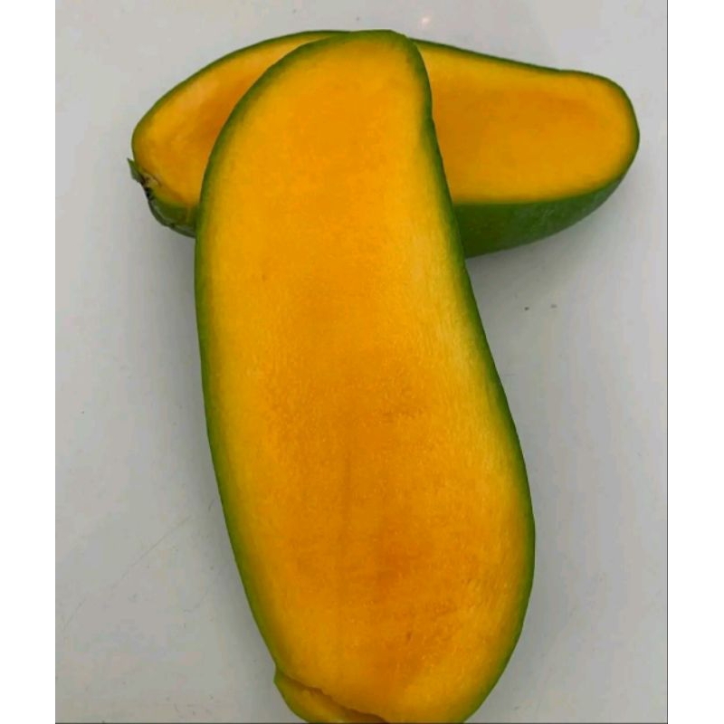 Bibit Mangga Manalagi Super Genjah