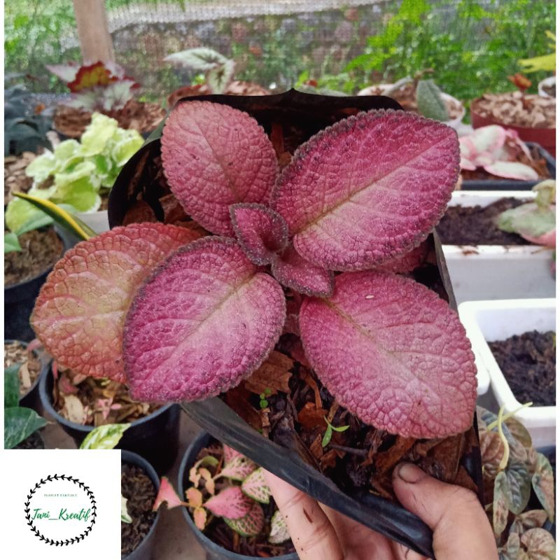 Episcia Strawberry Patch
