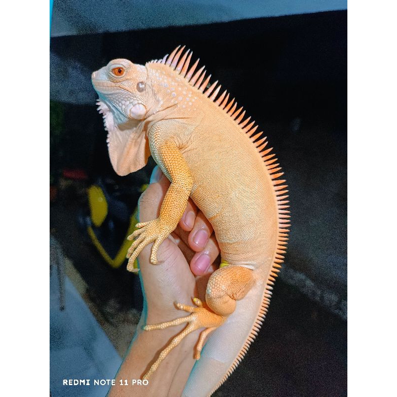 IGUANA RED ALBINO KUALITAS KONTES