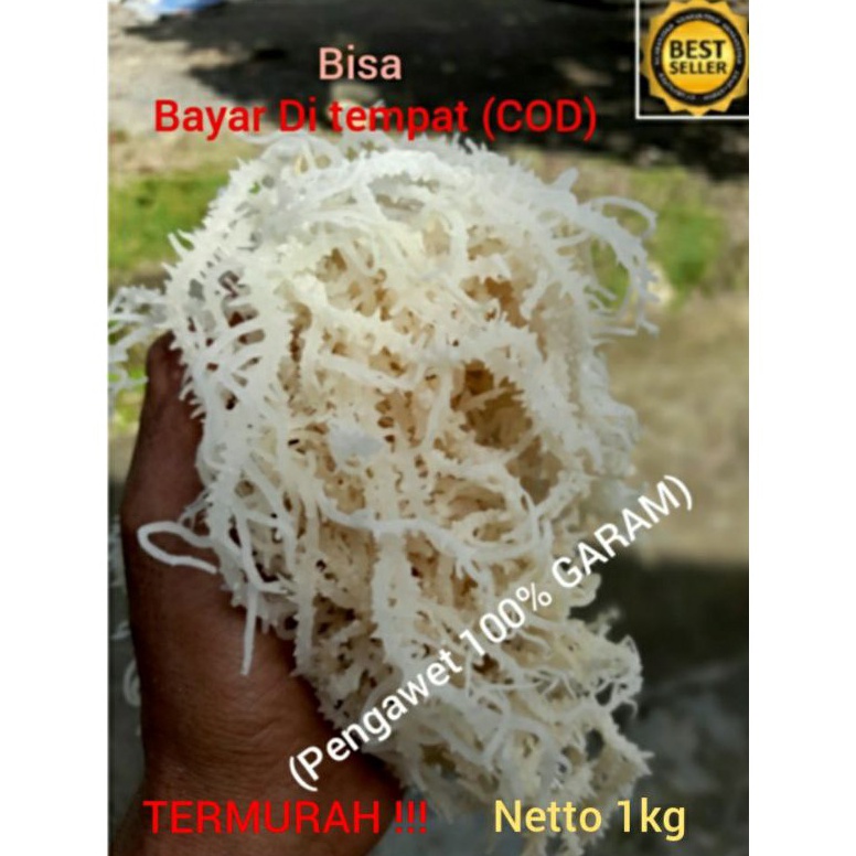 

[NH992] Rumput laut original spinosum (bukan cottoni) kemasan 1kg ➜Terkini